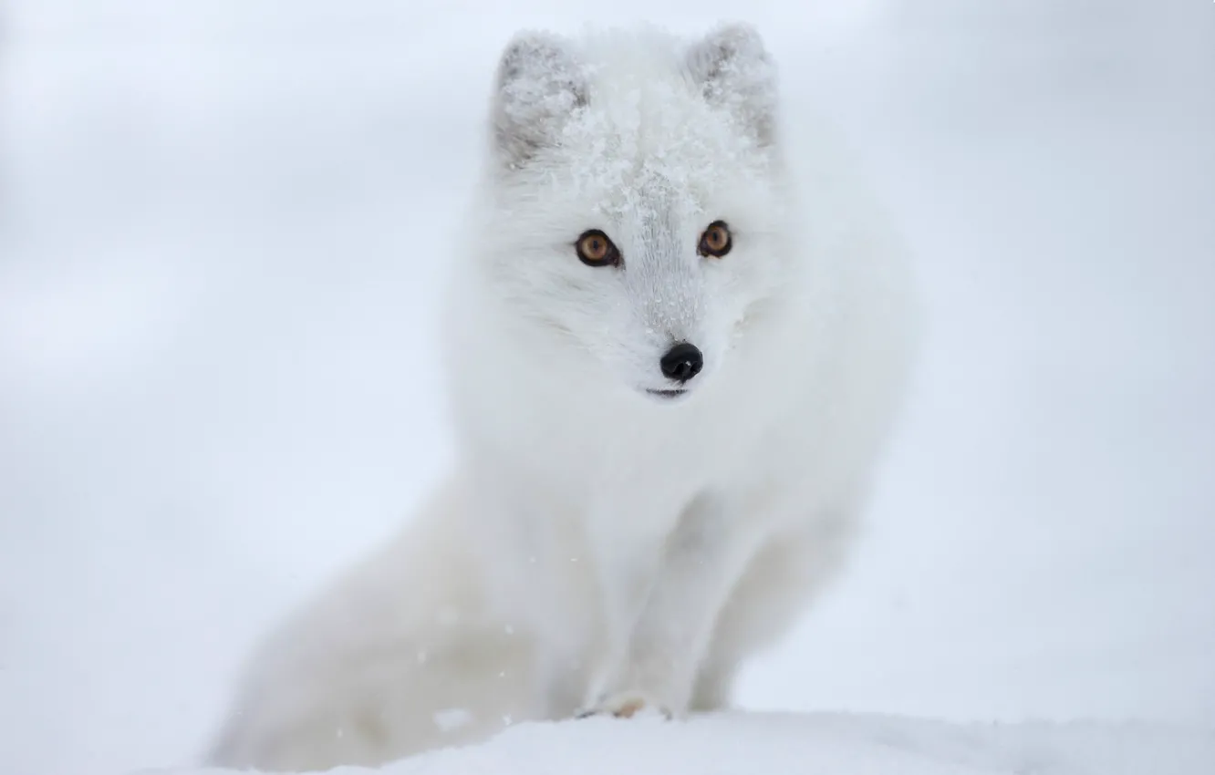 Photo wallpaper look, snow, muzzle, polar Fox, Fox