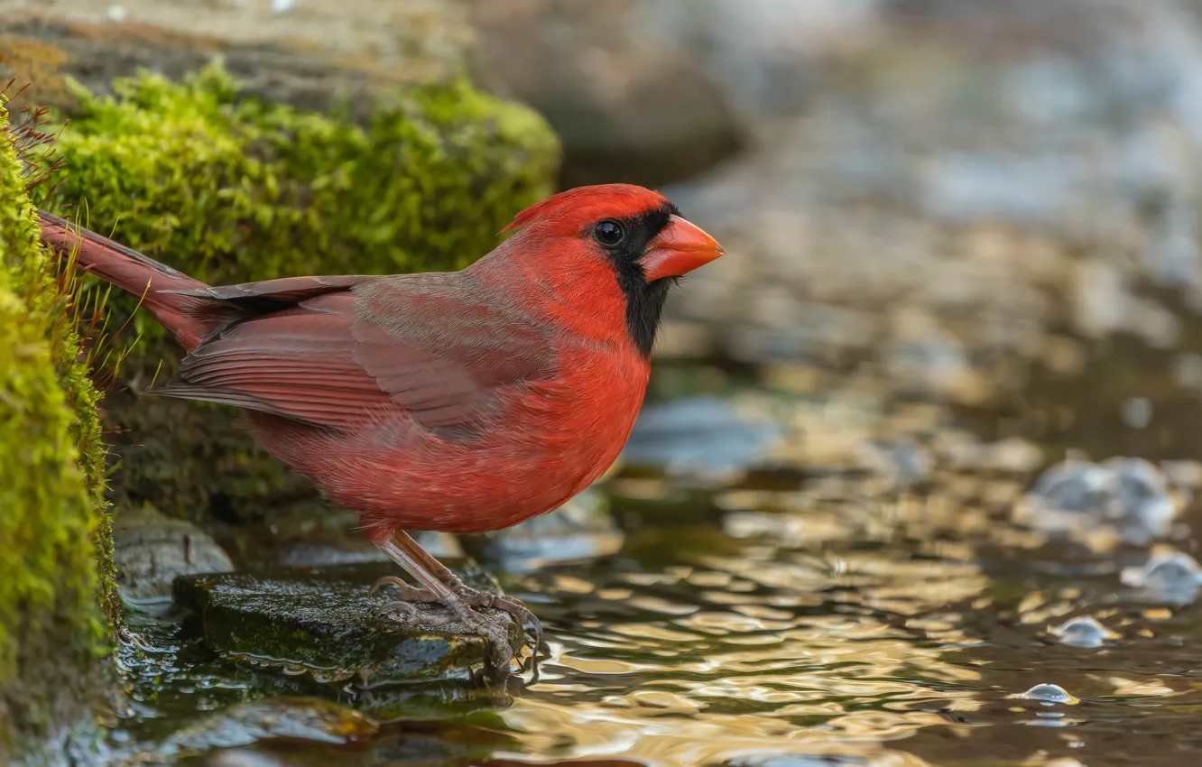 Photo wallpaper red cardinal, cardinal, moss, pond, bird, stones