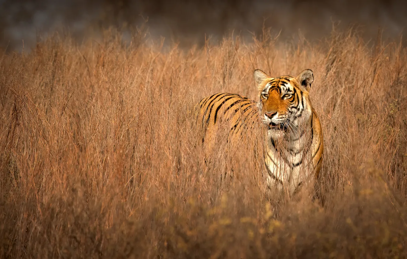 Photo wallpaper grass, tiger, predator, wild cat