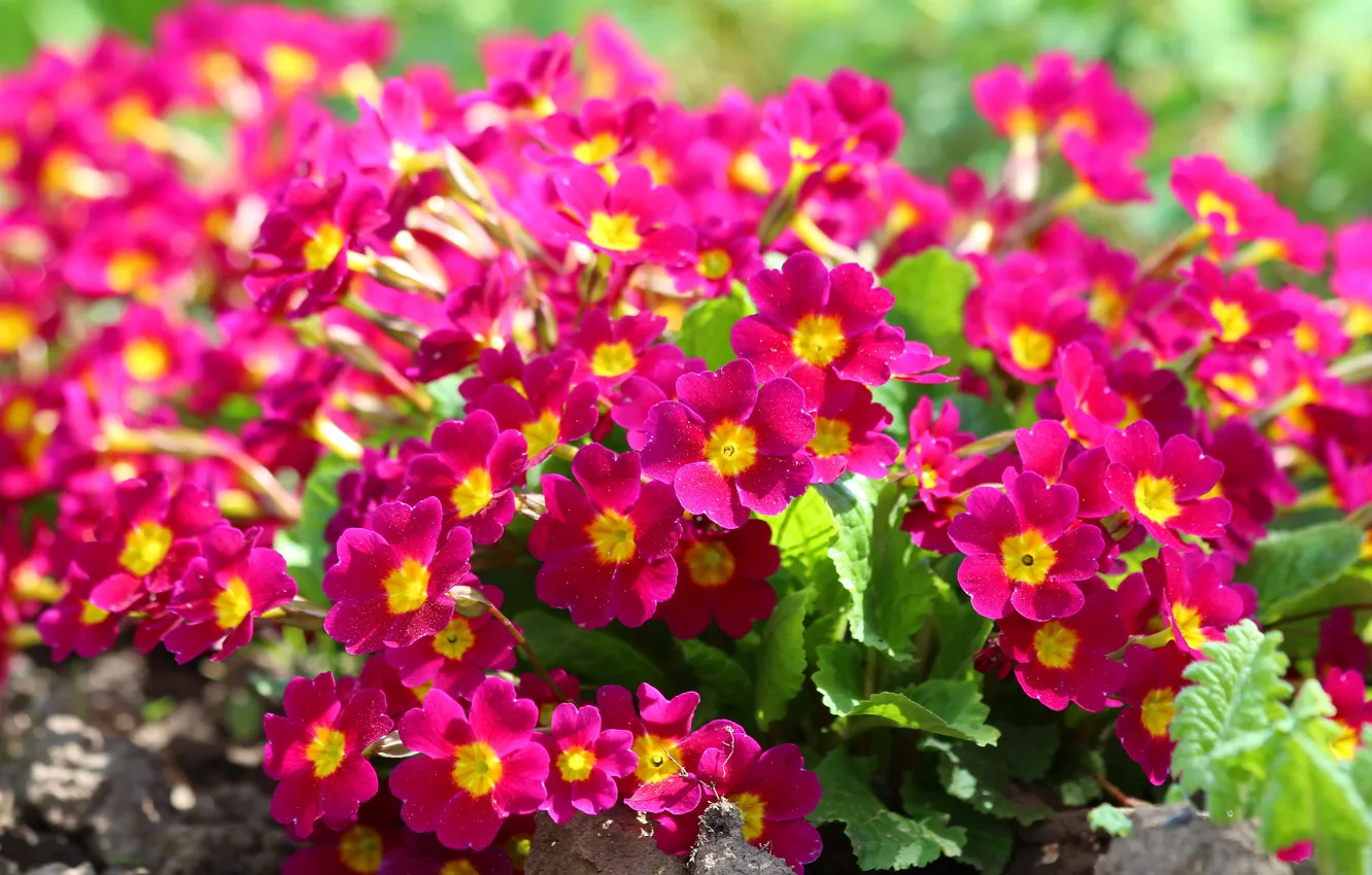 Photo wallpaper flowers, nature, beauty, spring, flowering, cottage, Primula