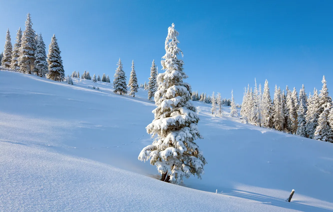 Photo wallpaper winter, frost, forest, light, snow, mountains, in the snow, shadow