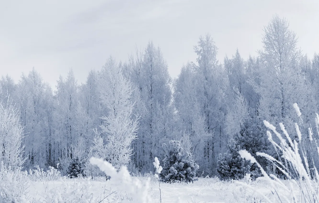 Photo wallpaper frost, forest, snow, trees, Winter