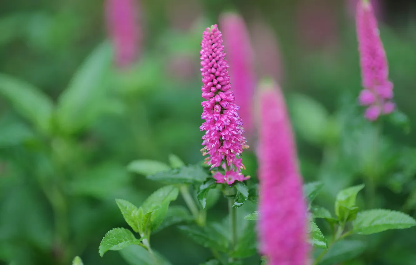Photo wallpaper flowers, spikelets, pink, field