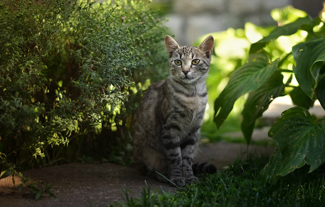 Photo wallpaper cat, nature, grey, sitting