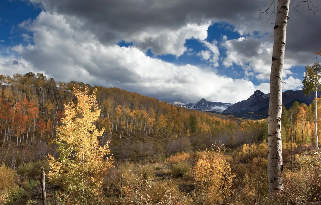 Photo wallpaper forest, the sky, trees