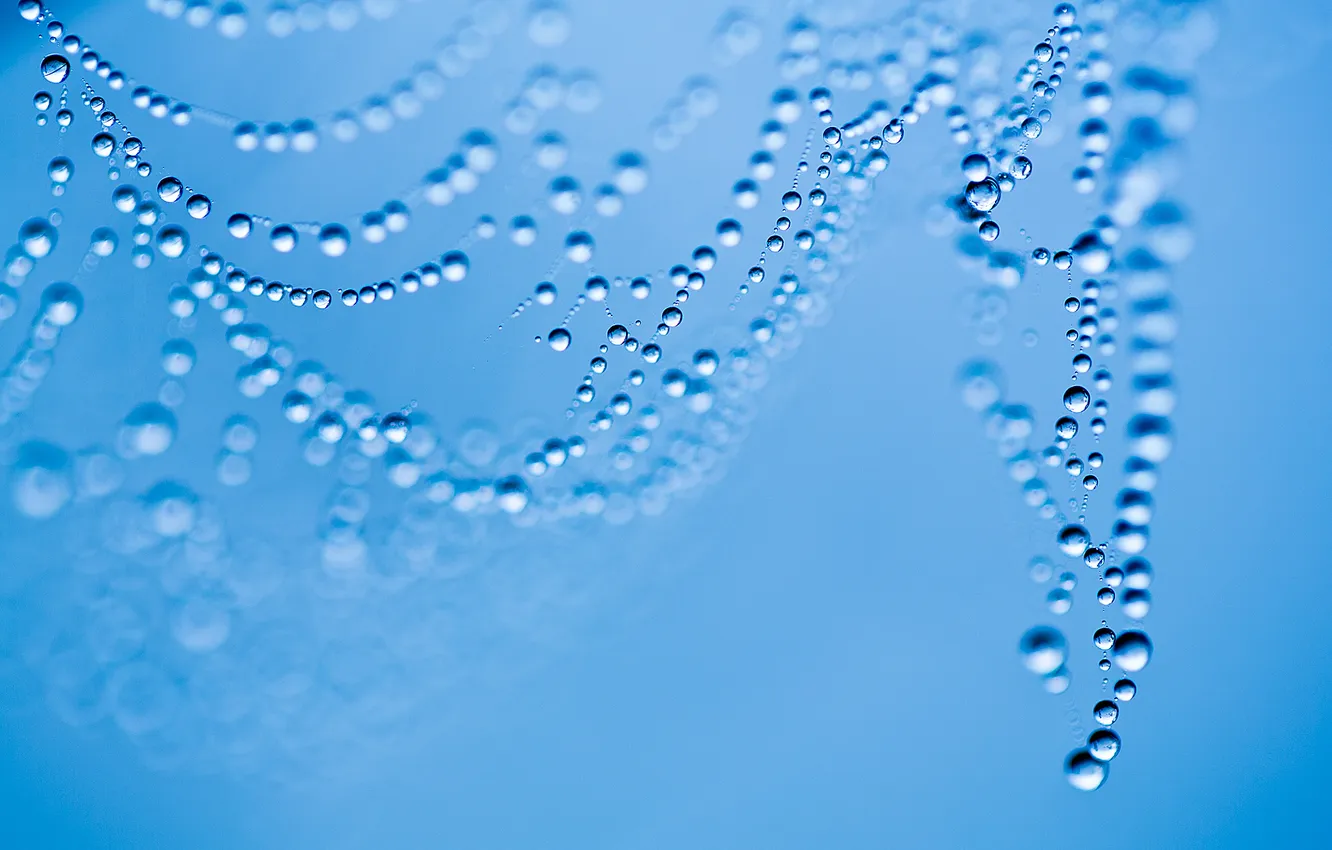Photo wallpaper drops, macro, blue, Rosa, background, blue, web, beads