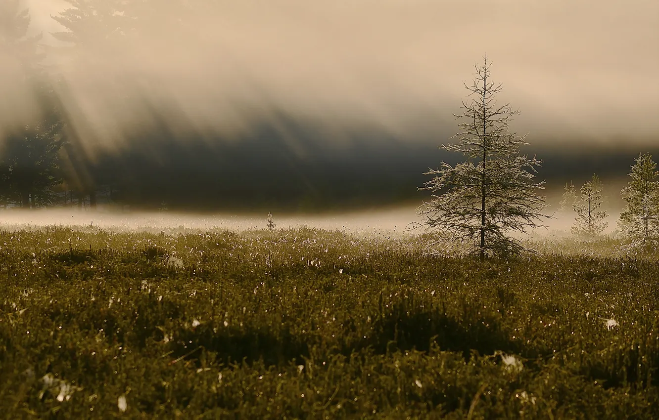 Photo wallpaper field, fog, tree