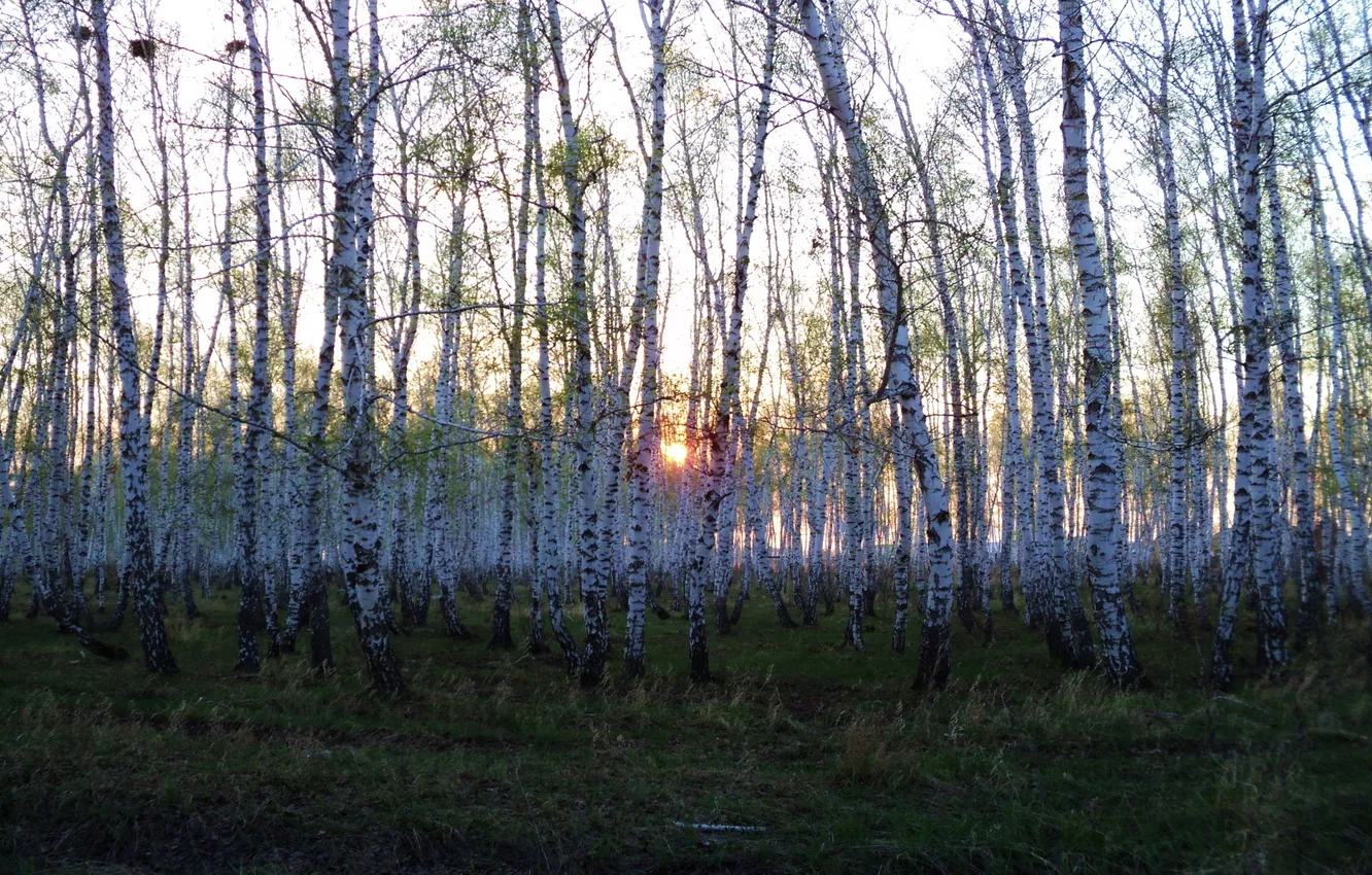 Photo wallpaper forest, the sun, trees, sunset, nature, birch