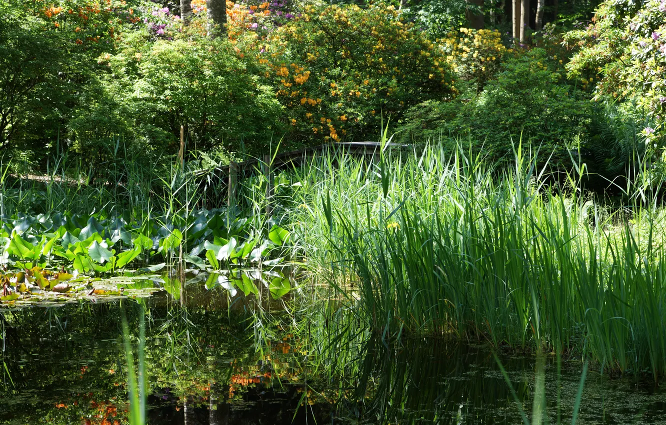 Photo wallpaper greens, grass, trees, pond, Park, the reeds, Switzerland, the bridge