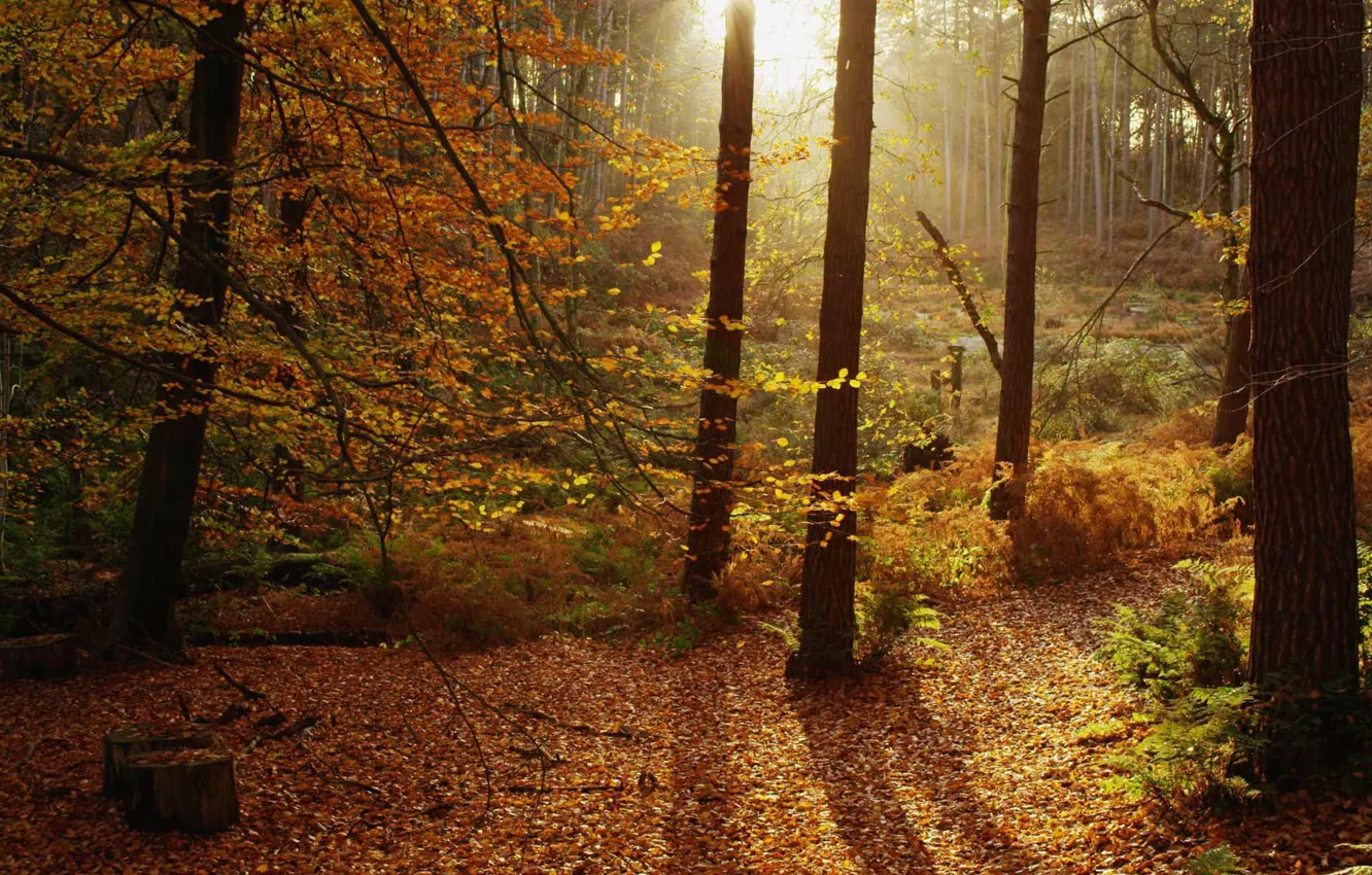 Photo wallpaper autumn, forest, leaves, trees, England, Cheshire