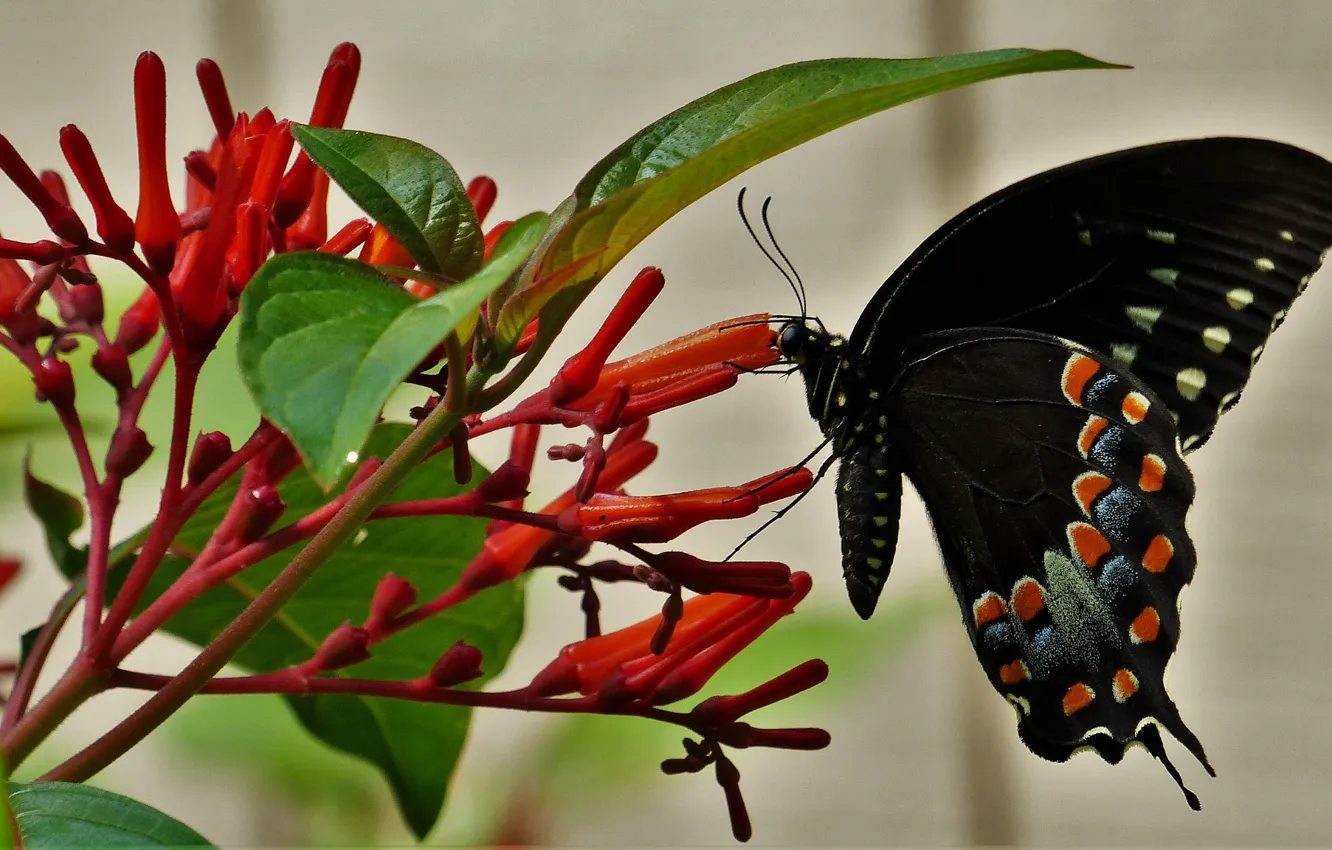 Photo wallpaper flowers, butterfly, black