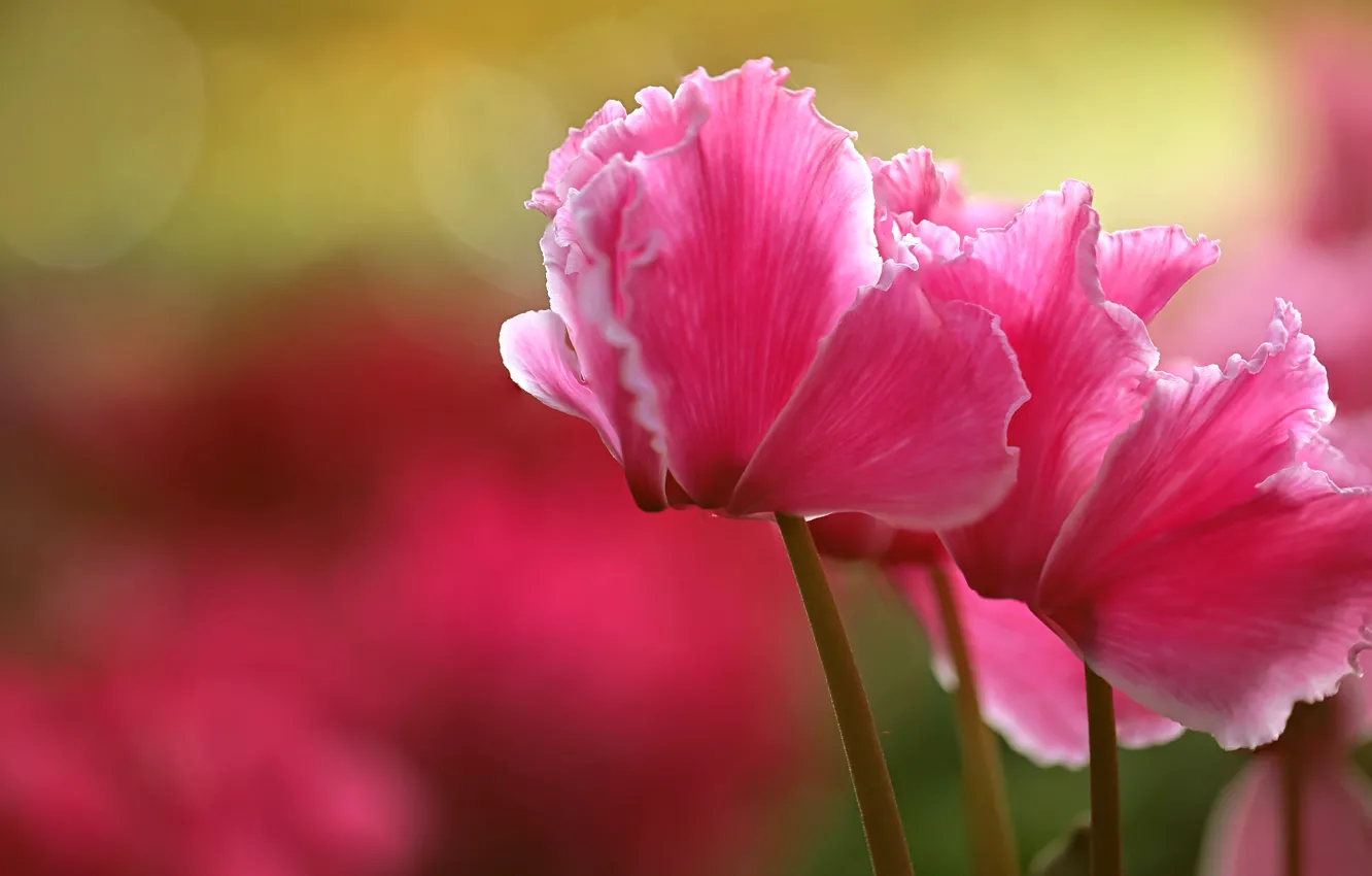 Photo wallpaper macro, petals, pink, cyclamen