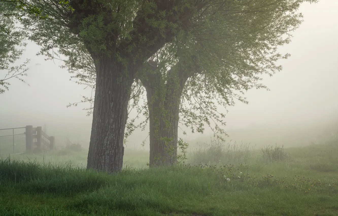 Photo wallpaper trees, nature, fog