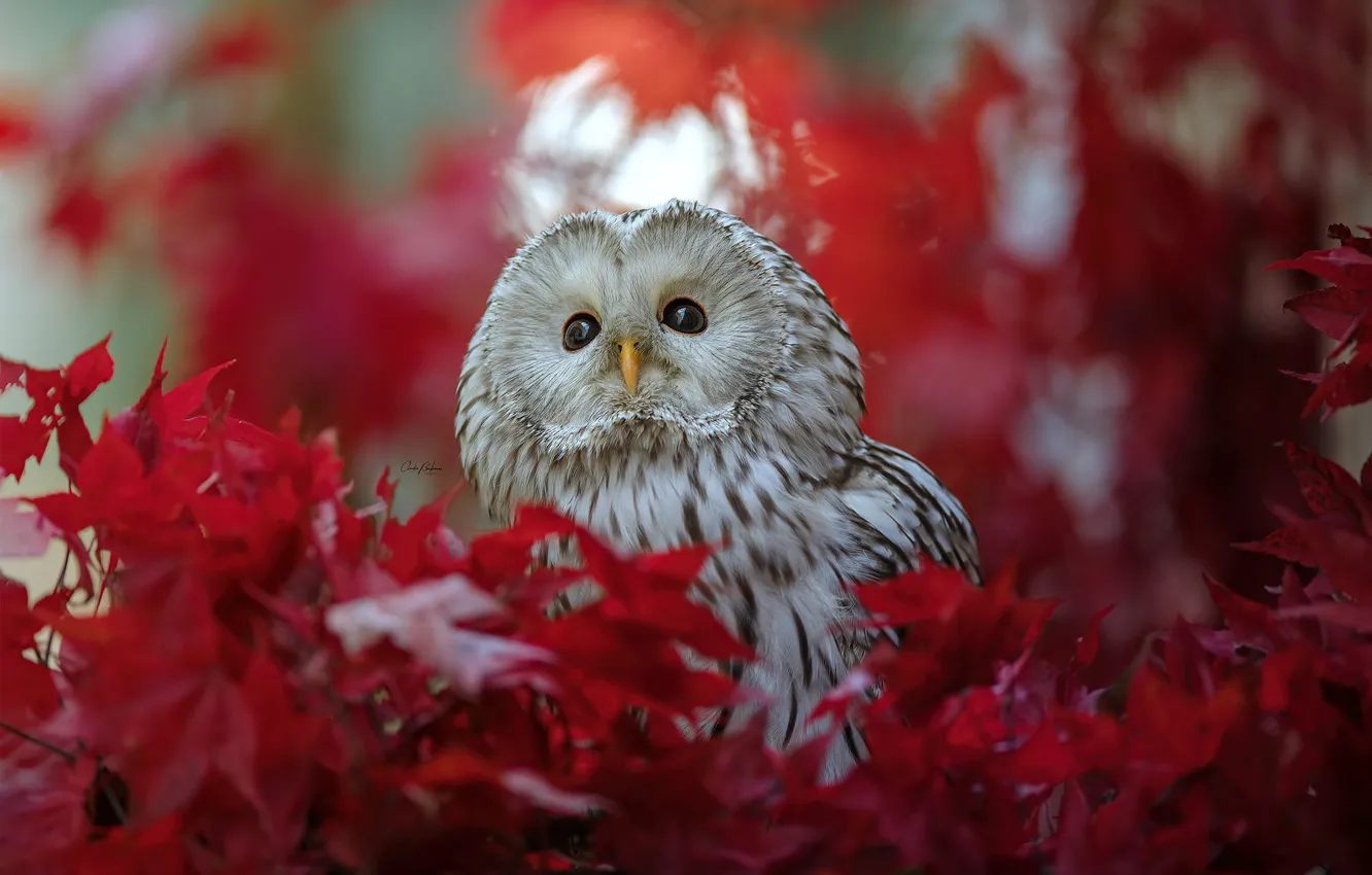 Photo wallpaper leaves, owl, bird, The Ural owl