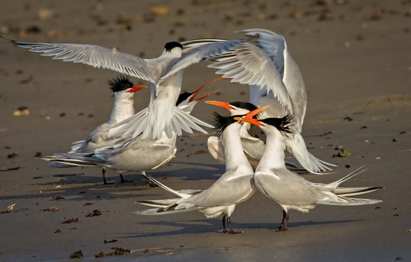Photo wallpaper bird, the game, wings, beak, elegant tern