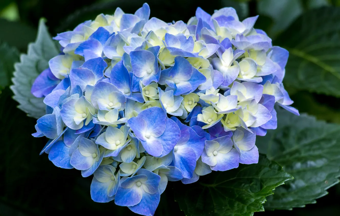 Photo wallpaper flowers, flowering, shrub, hydrangea