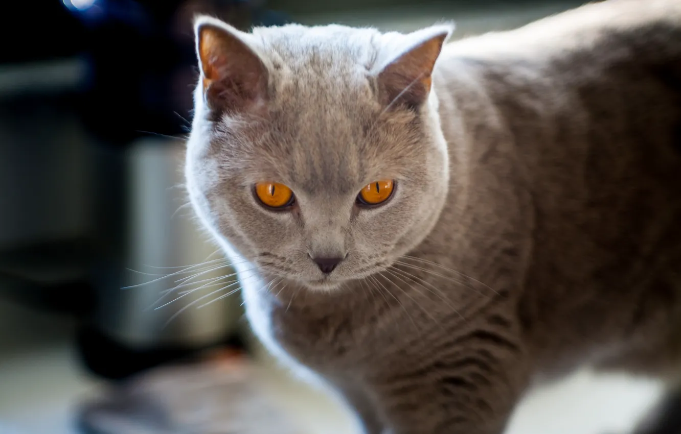 Photo wallpaper cat, cat, muzzle, cat