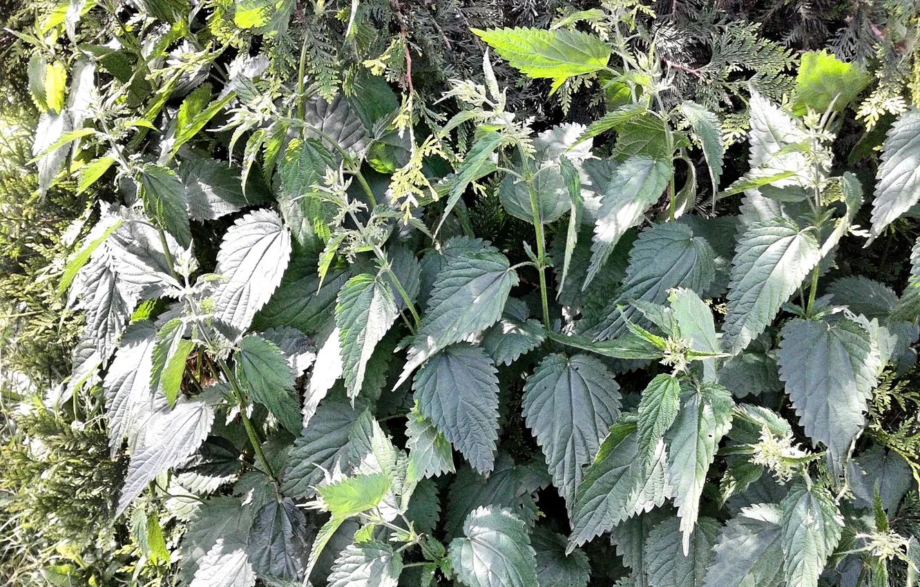 Photo wallpaper flowers, Summer 2025, Nettle is dioecious