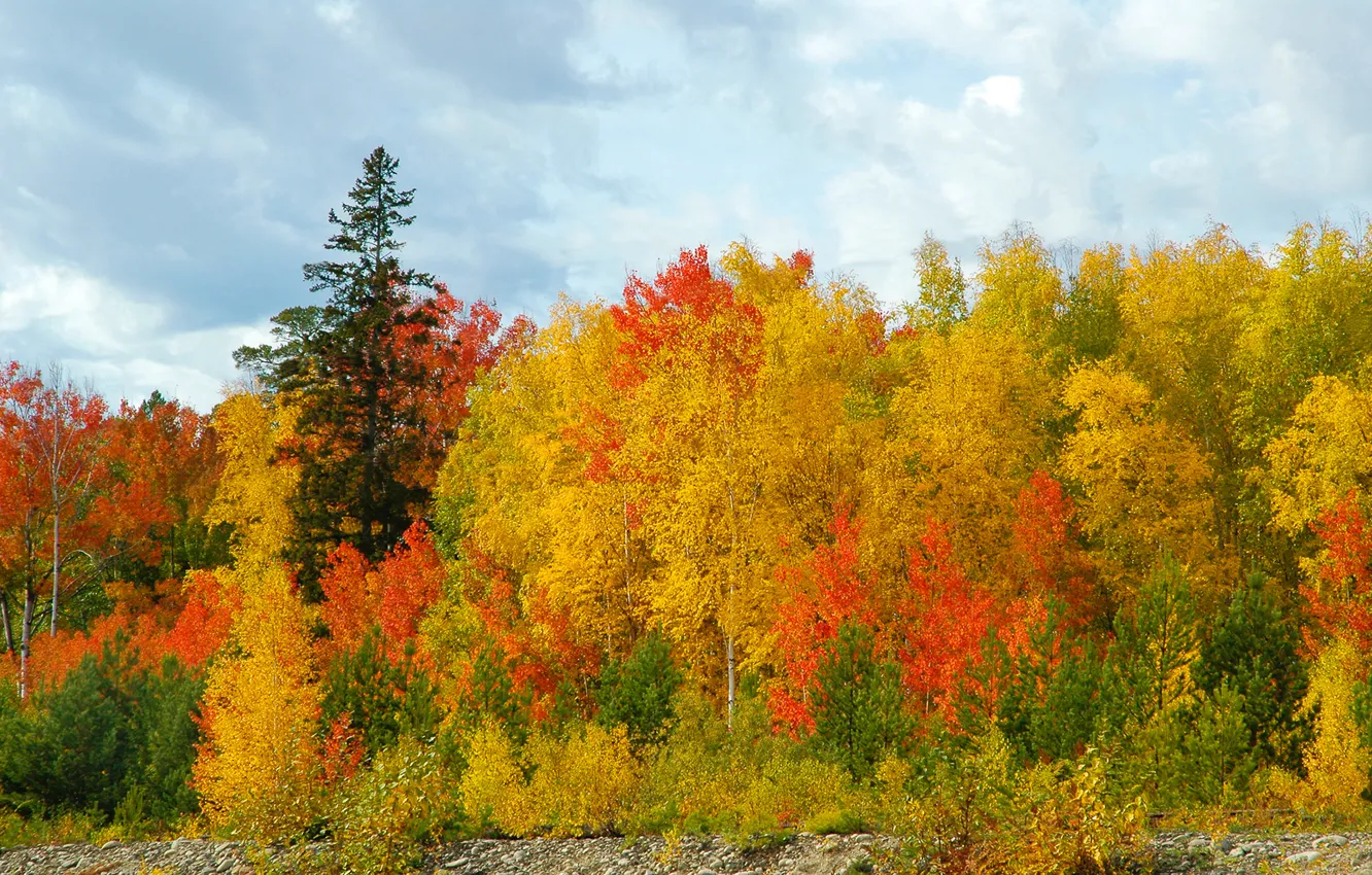 Photo wallpaper forest, the sky, birch, pine, Golden autumn