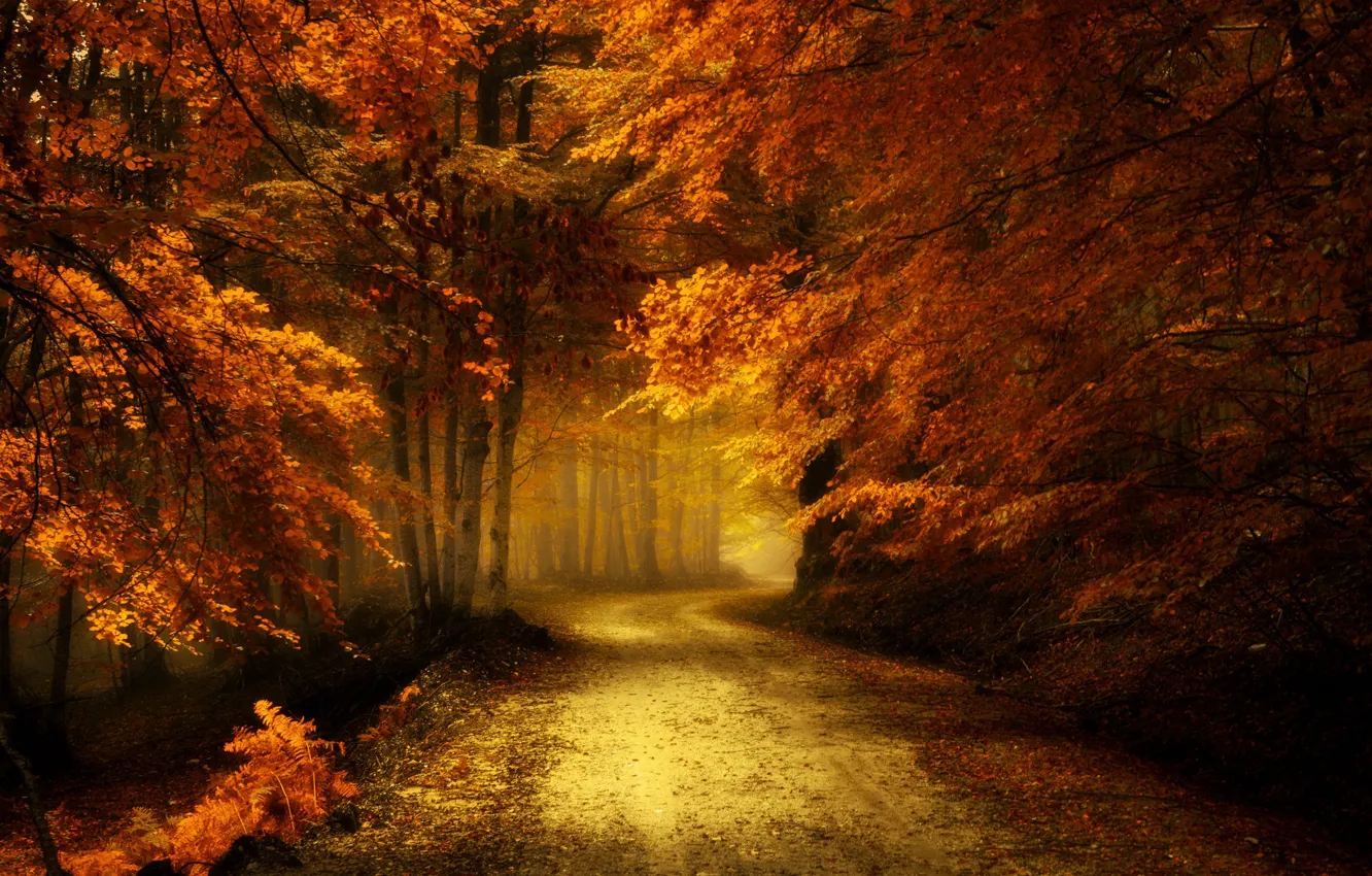 Photo wallpaper road, autumn, forest, landscape, nature, beauty