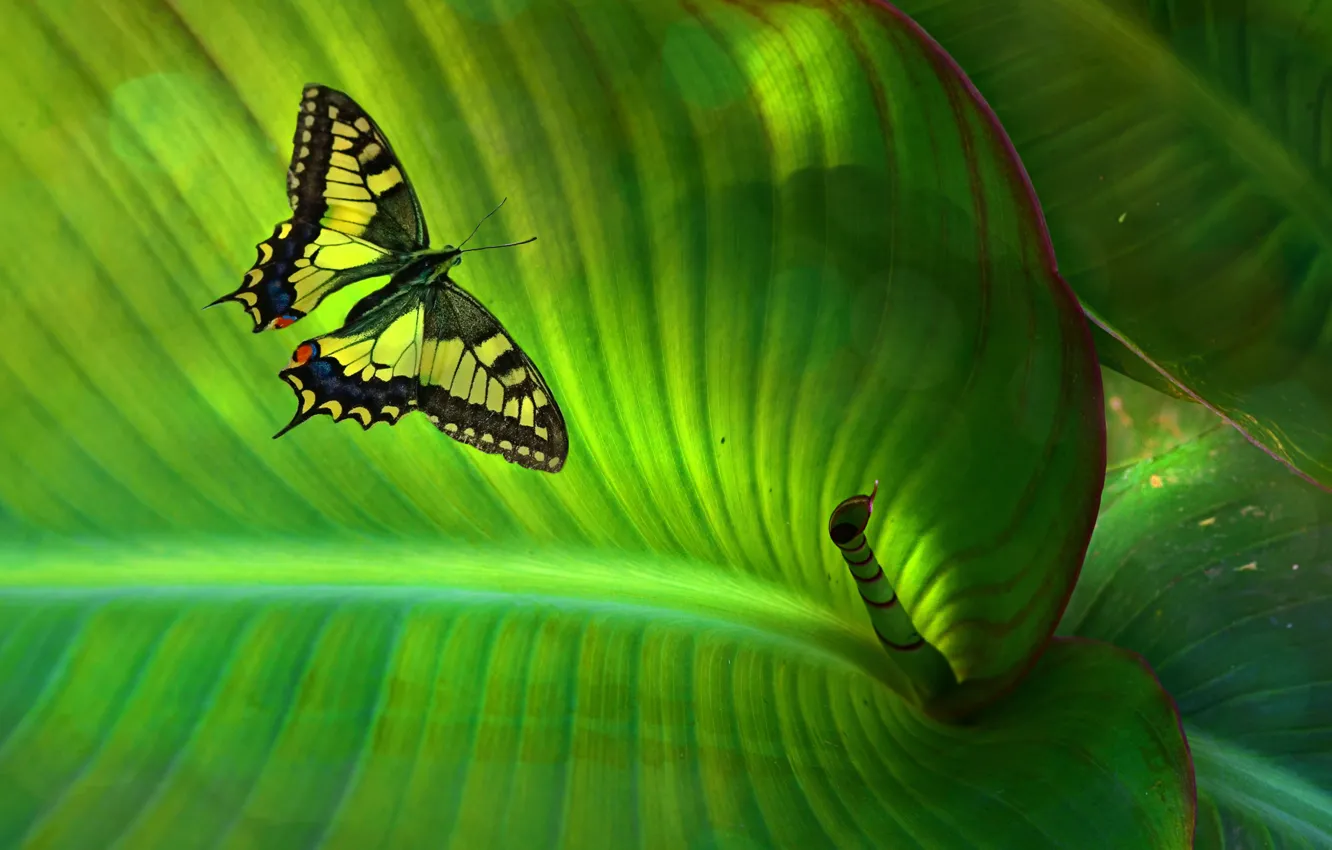 Photo wallpaper green, flowers, light, nature, leaves, butterfly, summer, plant