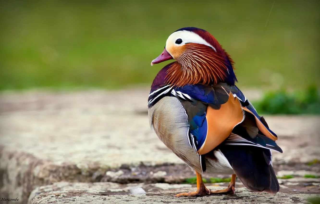 Photo wallpaper bird, duck, tangerine