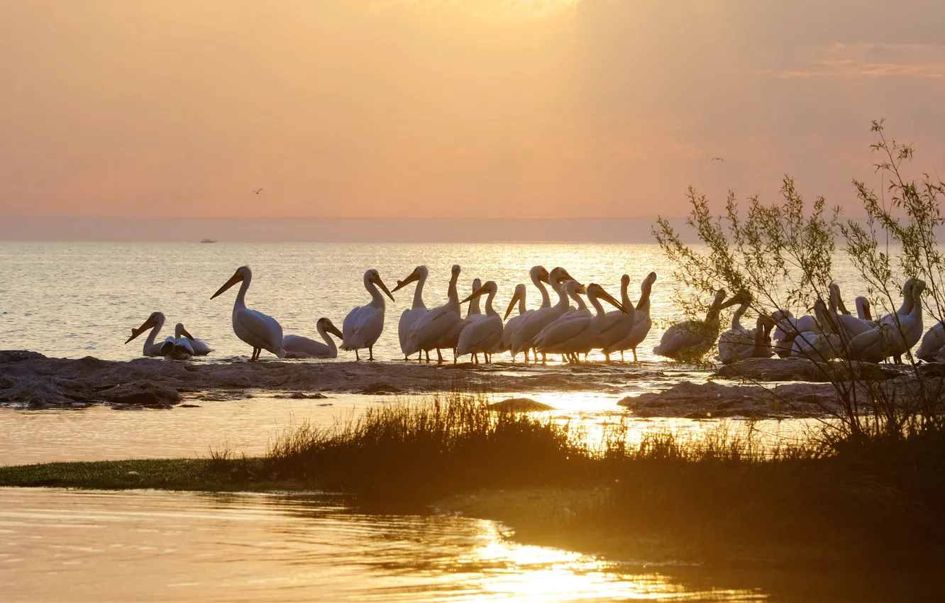 Photo wallpaper the sky, grass, the sun, light, dawn, bird, shore, pack