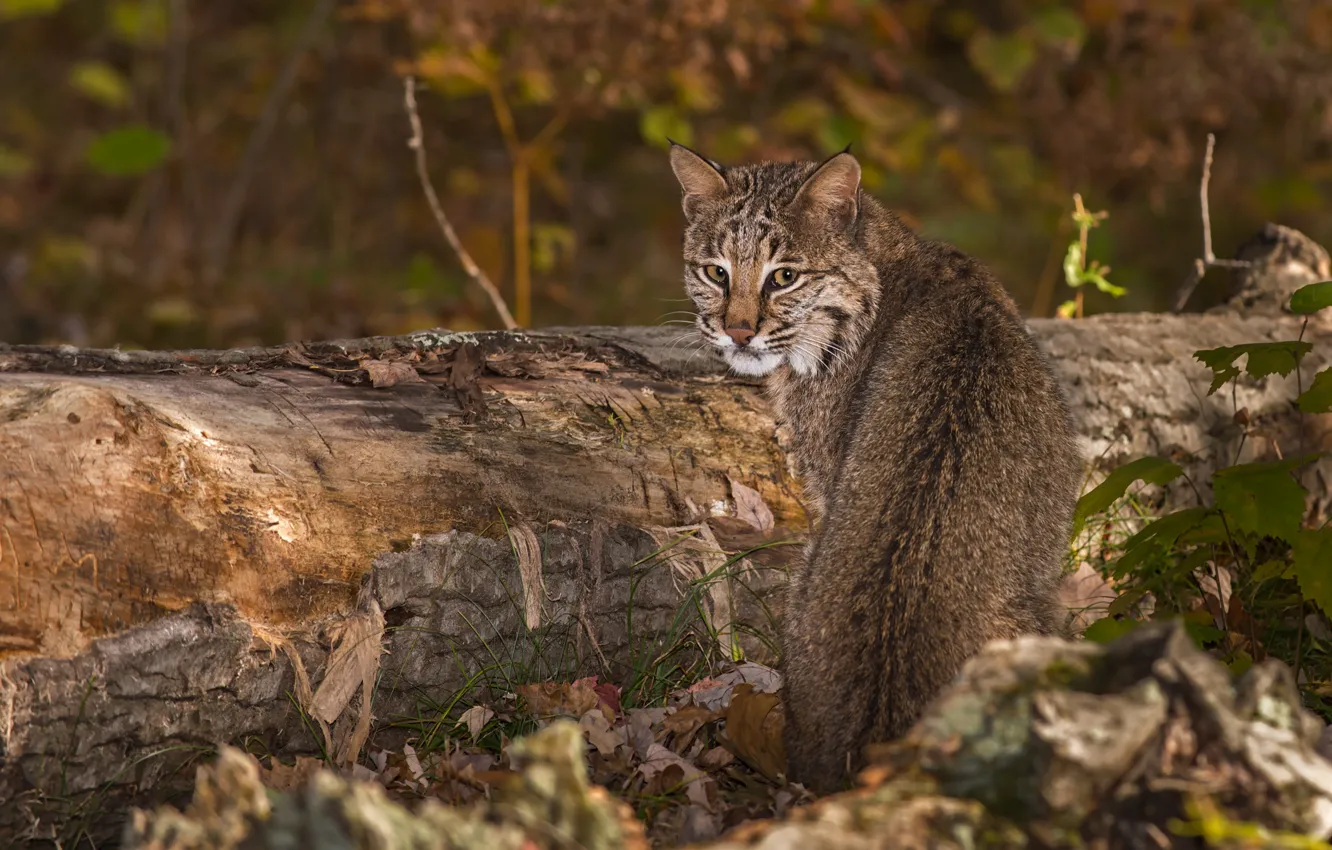Photo wallpaper forest, grass, look, leaves, trees, nature, lynx, bokeh