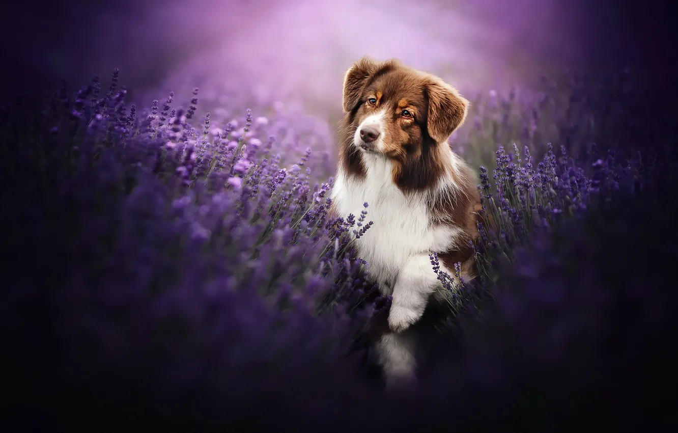 Photo wallpaper each, dog, lavender