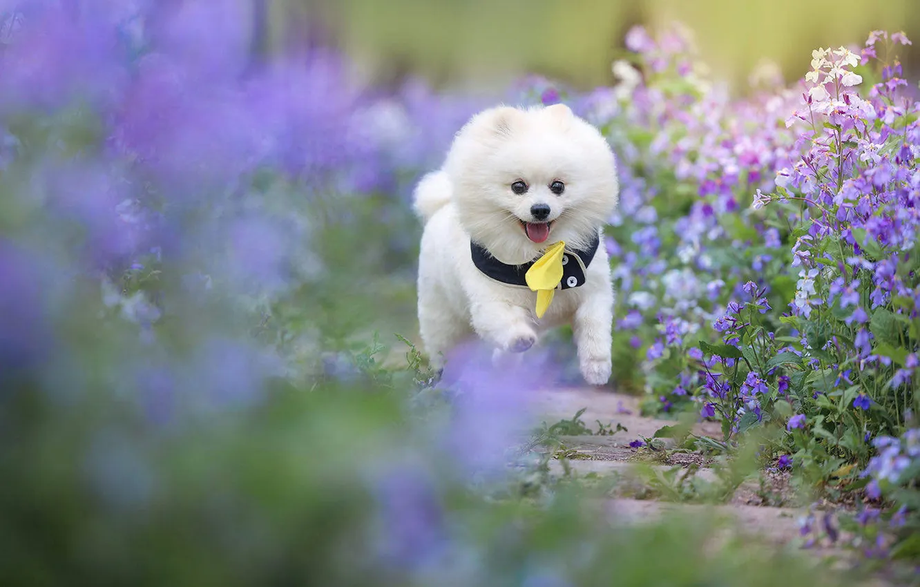 Photo wallpaper look, nature, pose, dog, puppy, face