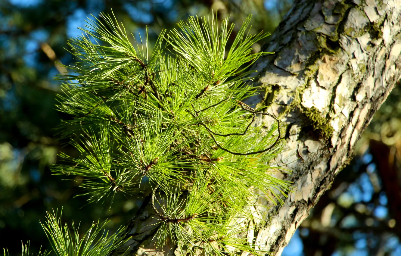 Photo wallpaper green, tree, pine, twigs
