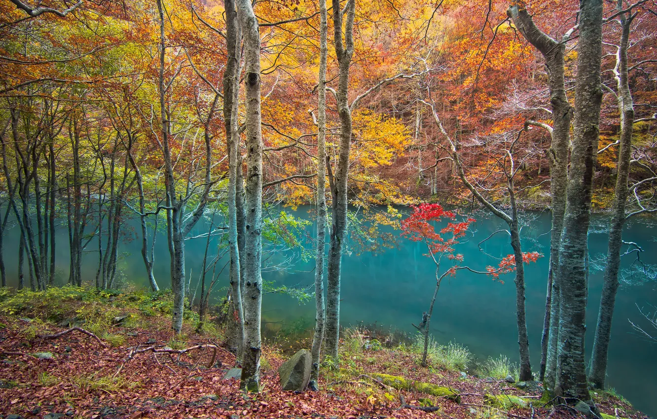 Photo wallpaper forest, river, trees, water, autumn, leaves, reflection, autumn colors