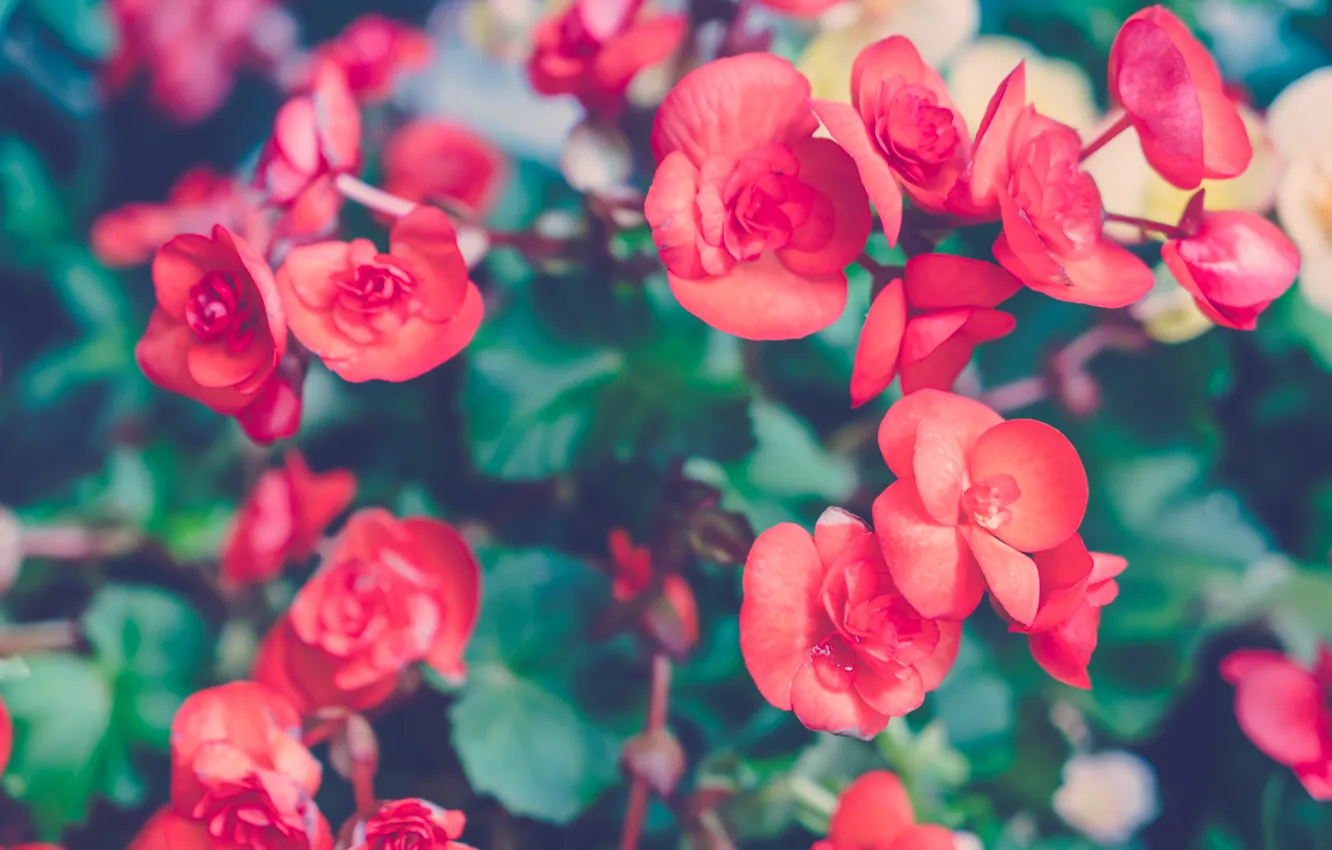 Photo wallpaper flowers, red, petals, begonia