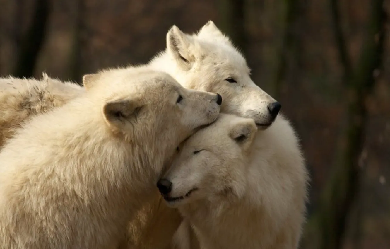 Photo wallpaper face, wolf, wolves, wildlife, head, fur, mammal, whiskers