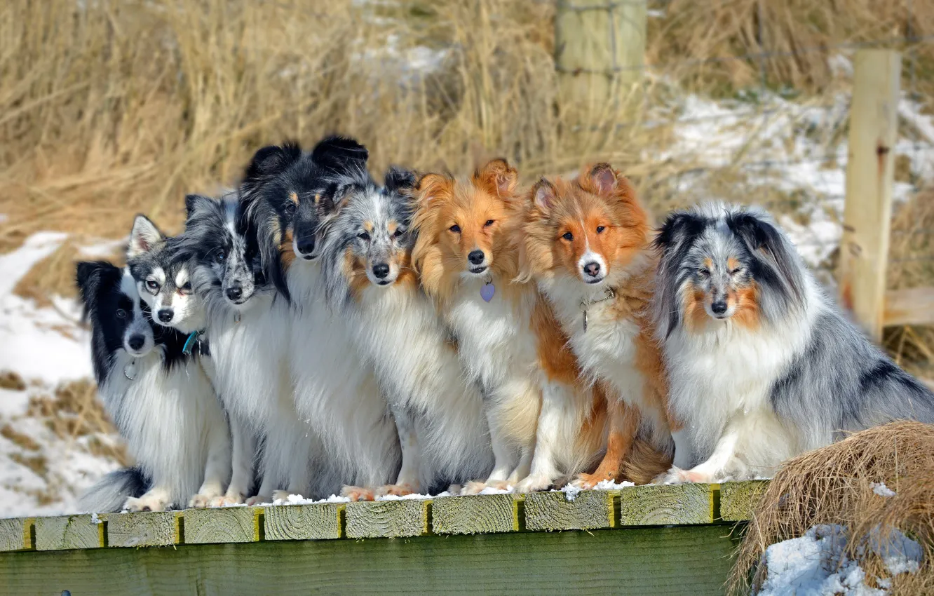 Photo wallpaper dogs, company, Sheltie, The border collie, Shetland Sheepdog, Alaskan Klee Kai