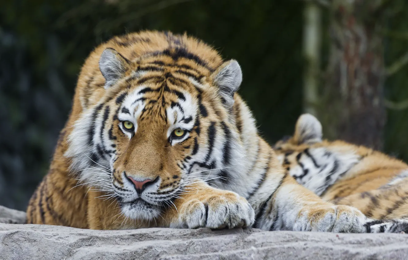 Photo wallpaper cat, look, the Amur tiger, ©Tambako The Jaguar