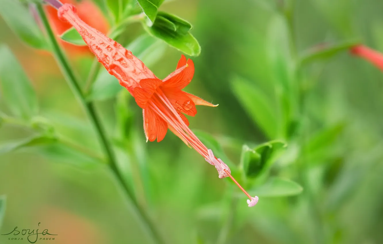 Photo wallpaper flowers, nature, color