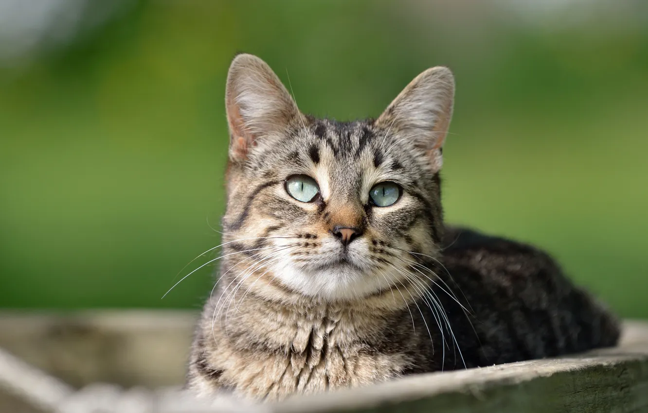 Photo wallpaper cat, cat, look, face