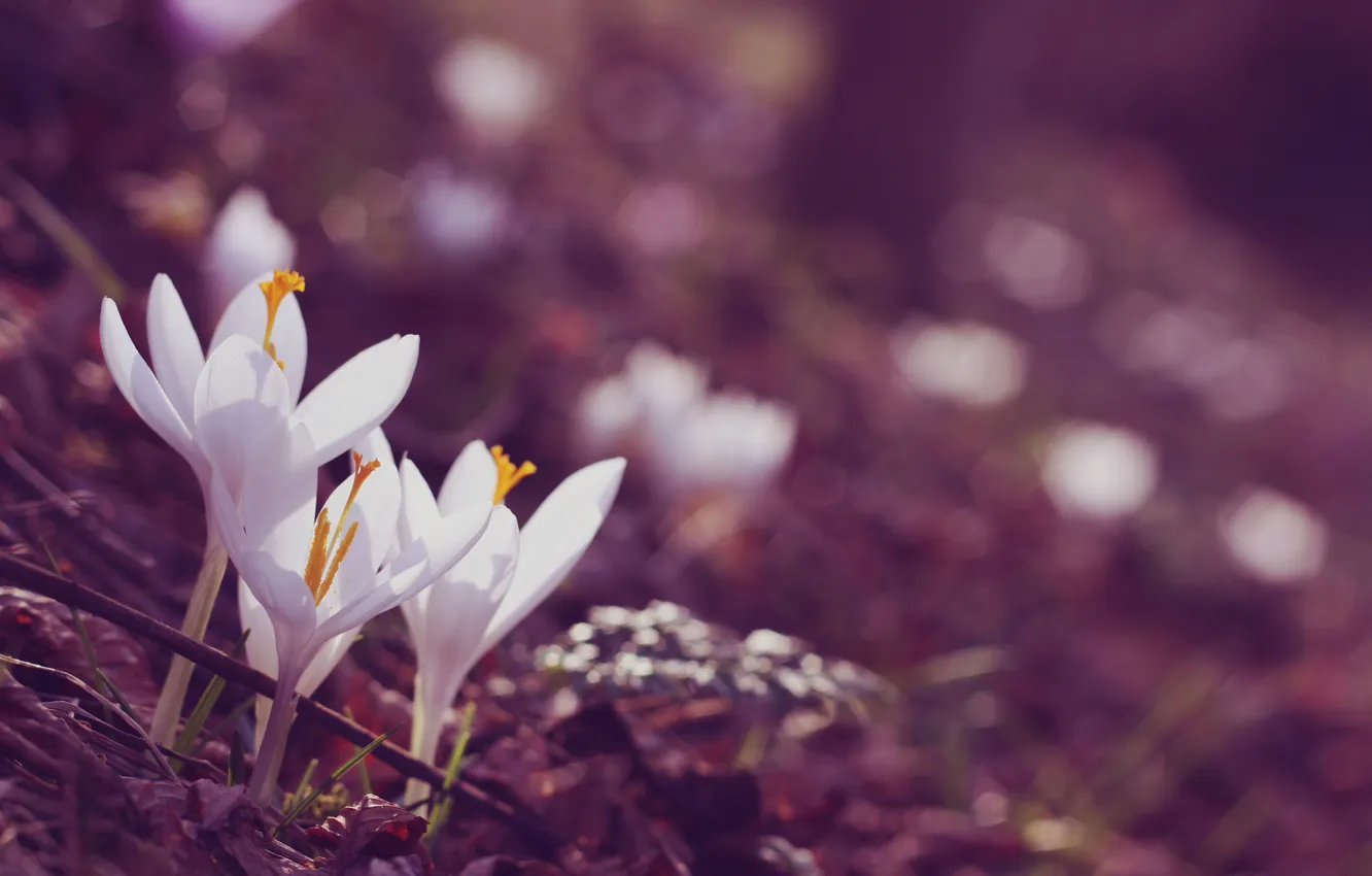 Photo wallpaper flowers, crocuses, white