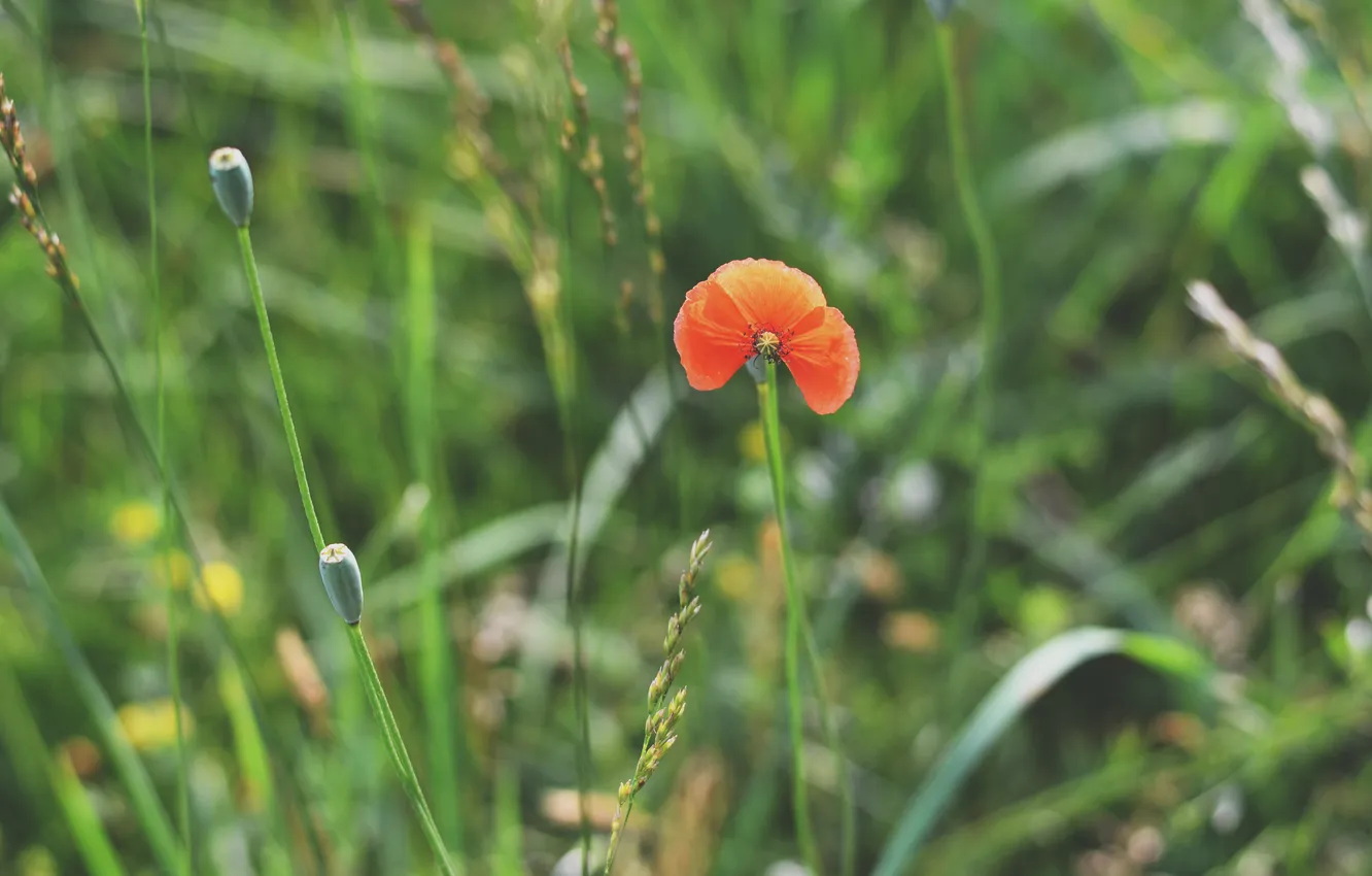 Photo wallpaper flowers, red, Mac, petals