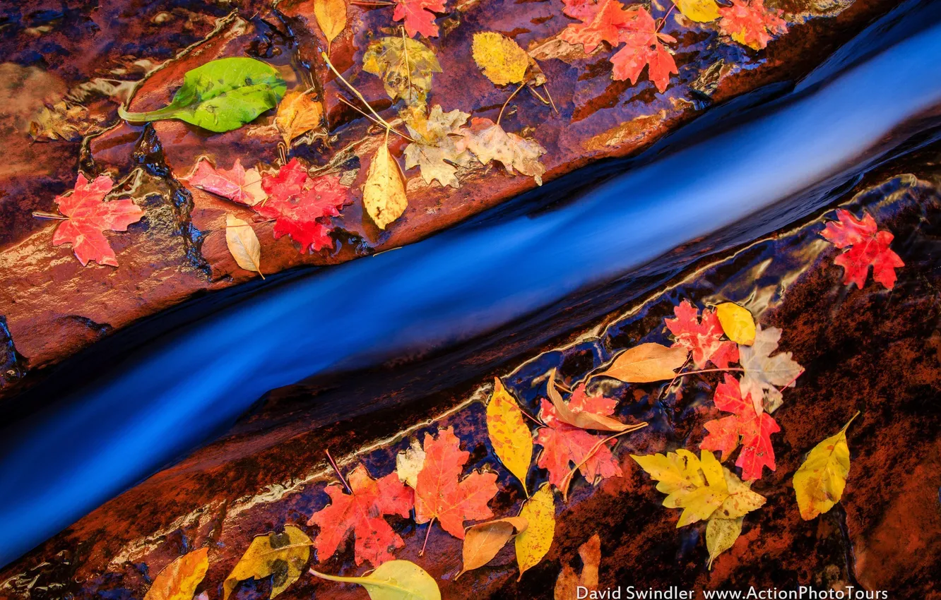 Photo wallpaper autumn, macro, stream, stones, foliage