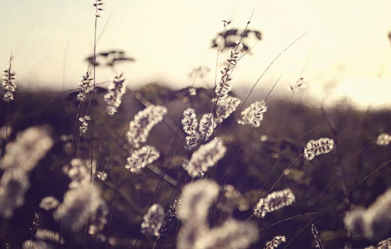 Photo wallpaper field, autumn, macro, nature, photo, background, Wallpaper, plant