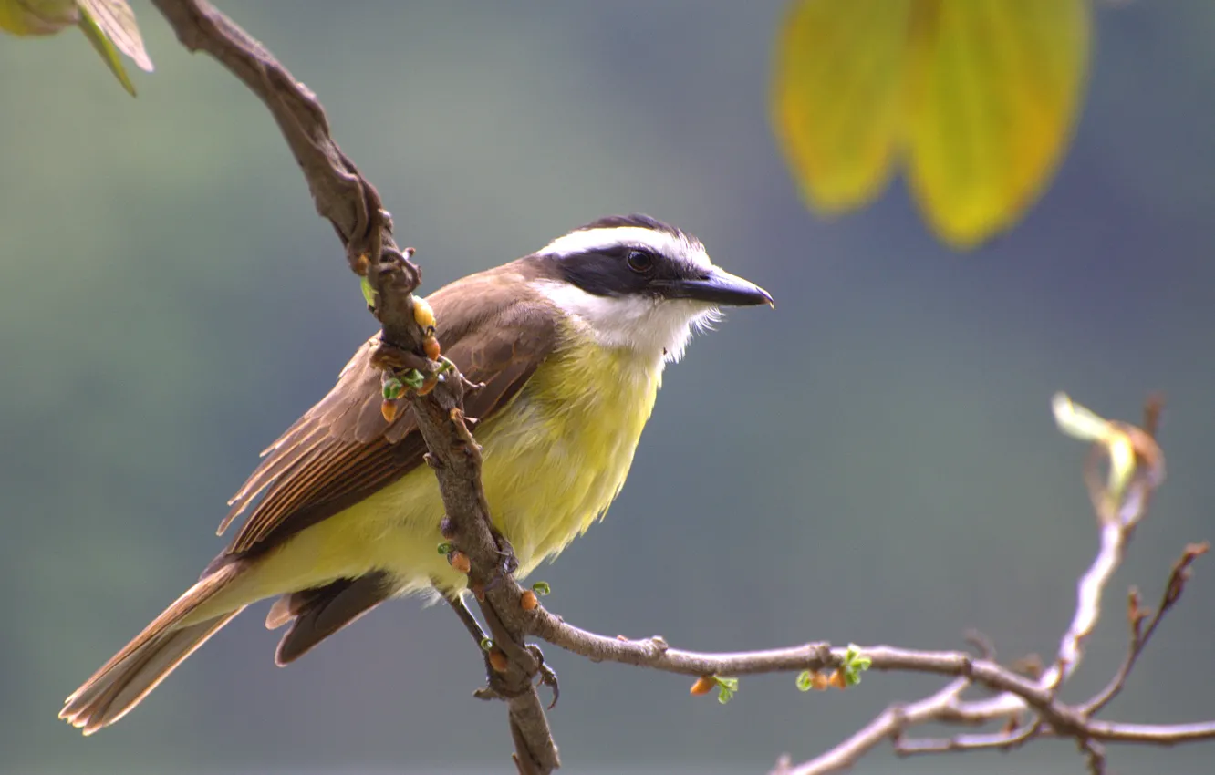 Photo wallpaper bird, leaves, eye, branch, Bem-Te-Vi