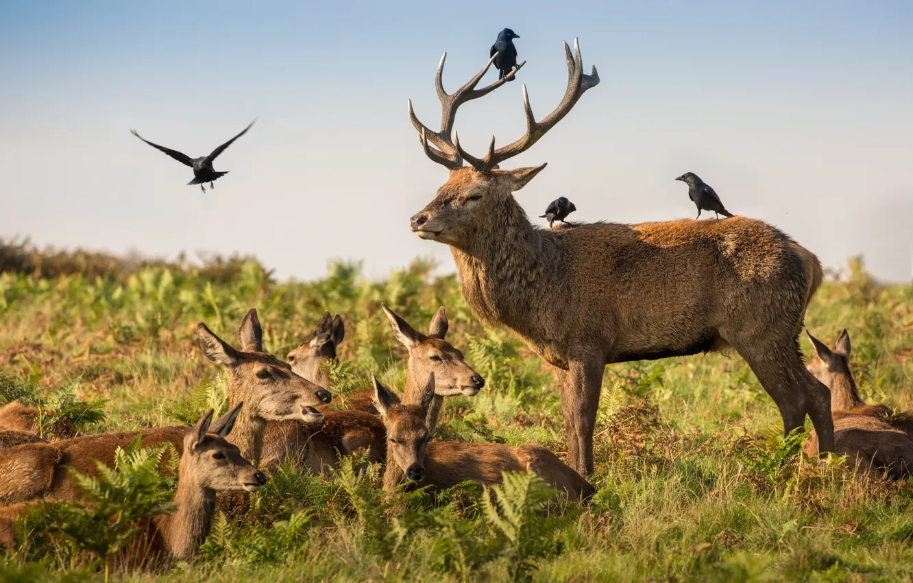 Photo wallpaper deer, wildlife, crows, family, antlers, red deer