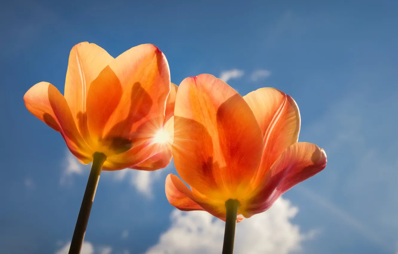 Photo wallpaper the sky, macro, petals, tulips, Duo, two Tulip