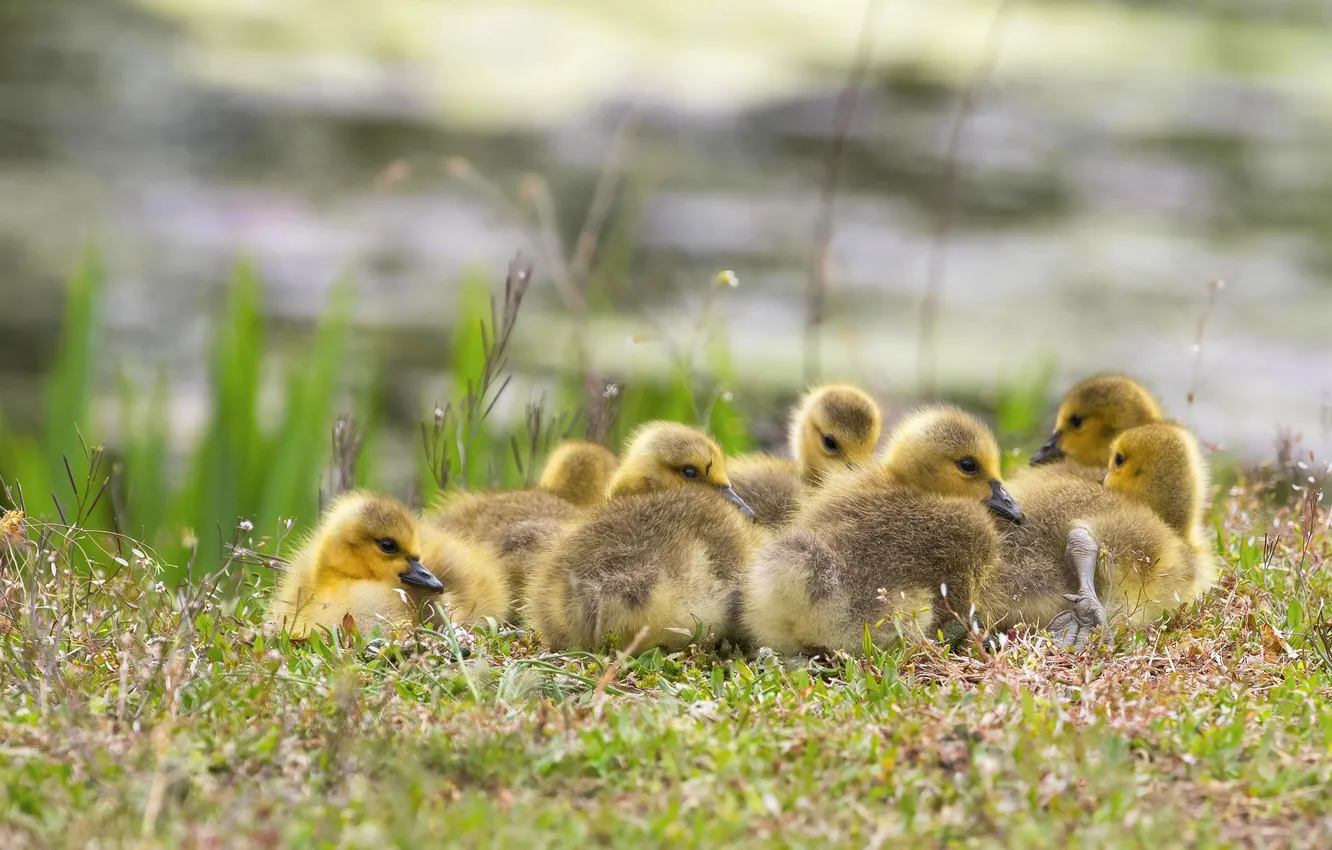 Photo wallpaper shore, Chicks, pond, geese, the goslings, brood