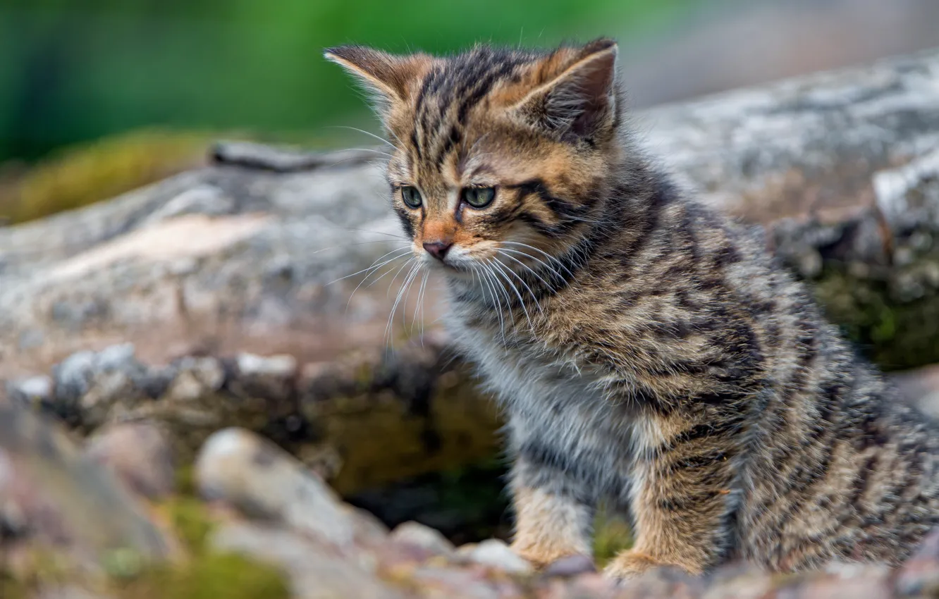 Photo wallpaper cat, cat, look, nature, pose, grey, baby, log