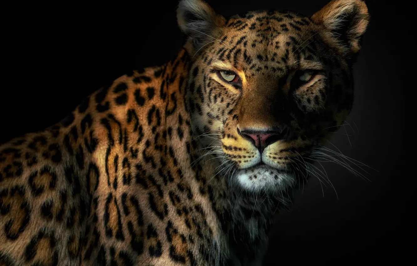 Photo wallpaper eyes, leopard, fangs, leopard, eyes, catch, Pedro Jarque