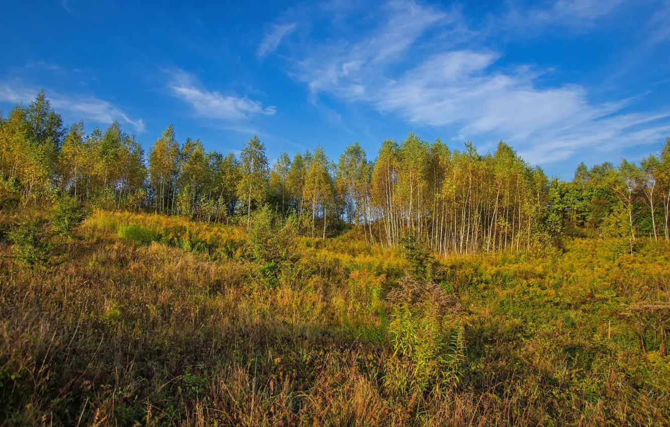 Photo wallpaper field, autumn, forest, trees, grove, crown, Golden autumn, aspen