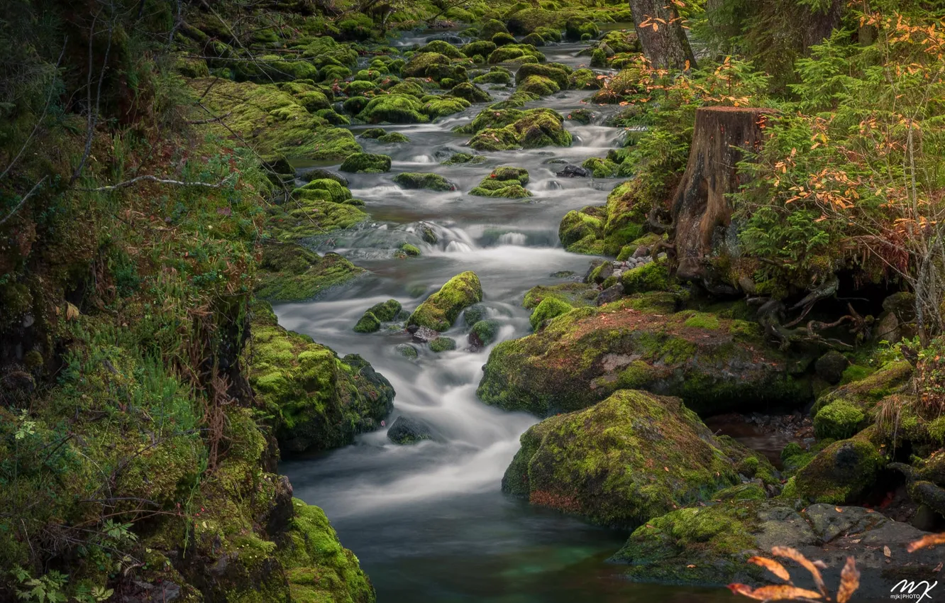 Photo wallpaper forest, stream, stones, moss, Michael J. Kochniss